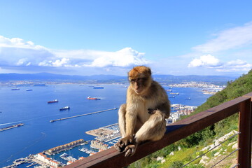 Gibraltar macaques at the Gibraltar rock, monkey, monkeys