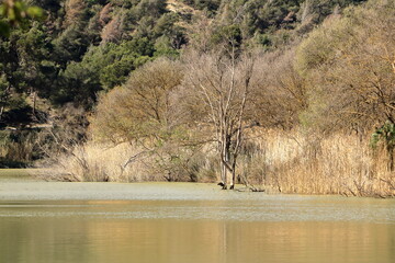 Great cormorant (Phalacrocorax carbo) at the Embalse de Gaitanejo near Caminito del Rey, Malaga,...