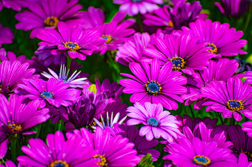 Fototapeta premium Beautiful purple daisies on green field, top view, selective focus