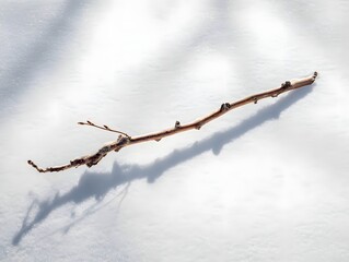 Obraz premium Winter snow scene with bare tree branch and shadow on white snowy background