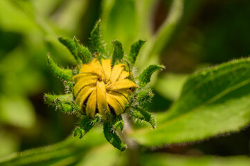 Rudbeckia bud, yellow closed flower macro
