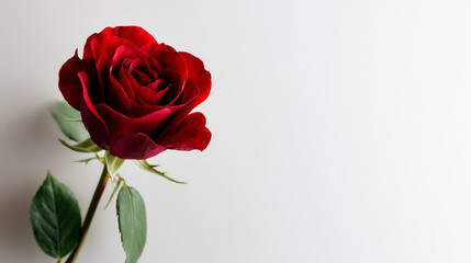 Fototapeta premium A single red rose on a soft white background, with smooth gradients highlighting the flower's details in a minimalist composition