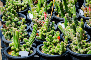 Mini Cactus plant with red flower on the pot at cactus farm