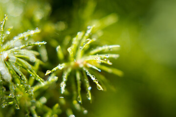 Green spruce needles wet with dew.
