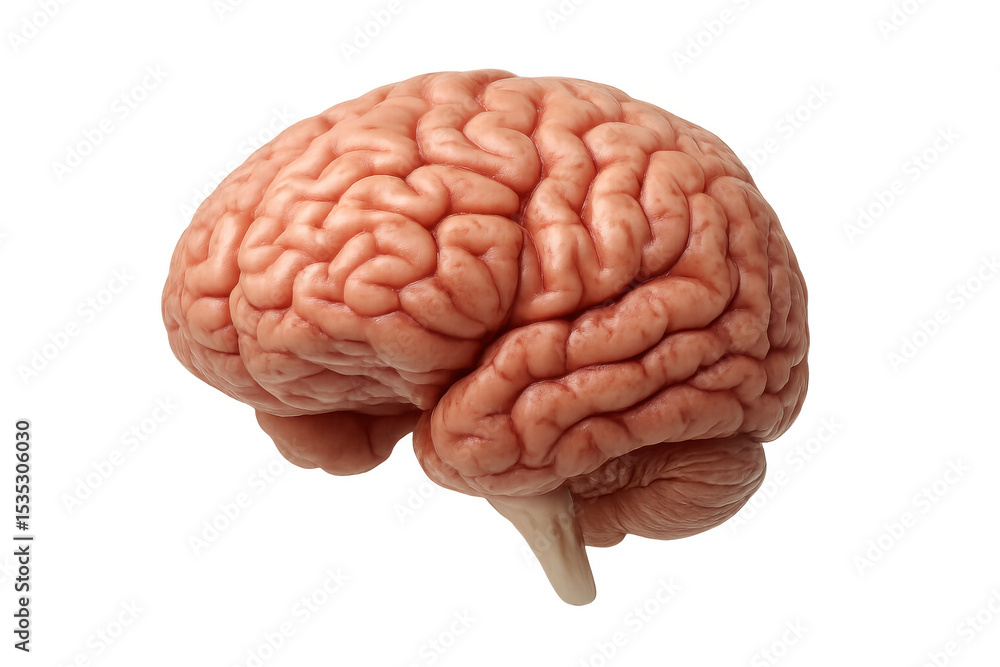 Poster detailed 3d rendering displaying intricate human brain anatomy, revealing neural complexity against 