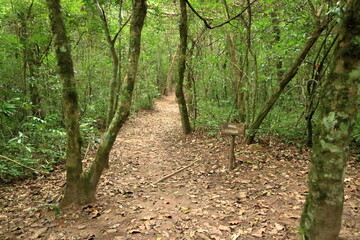 Hiking in the Giant Fern Forest of the Amboro National Park, Bolivia