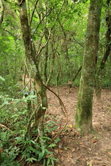 Fototapeta premium Hiking in the Giant Fern Forest of the Amboro National Park, Bolivia