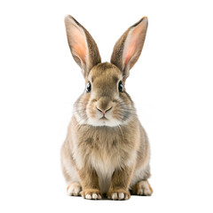Adorable Brown Rabbit Portrait with Alert Expression and Upright Ears on Transparent Background Perfect for Easter