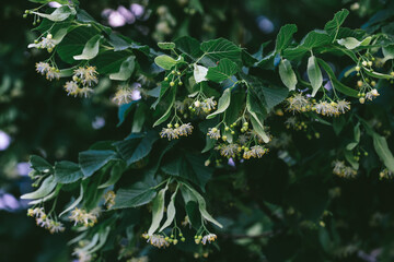 Horizontal close-up of flowering linden tree branch with fresh green foliage and delicate yellow blossoms, symbolizing natural healing, calm summer atmosphere and herbal serenity.