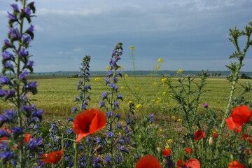 A vibrant mix of tall purple flowers, red poppies, and yellow wildflowers flourishes in a green...