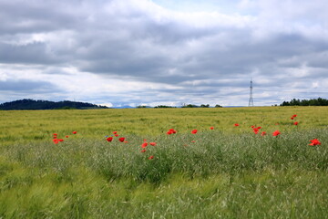 red poppies blooming at a field in Saxony, Germany