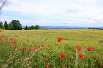 red poppies blooming at a field in Saxony, Germany