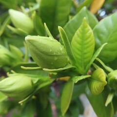 日本でクチナシが白い花を咲かせています