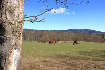 several horses grazing on a sunny meadow