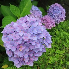 日本で梅雨にアジサイが紫色の花を咲かせています