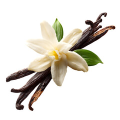 Vanilla bean with flower isolated on transparent background