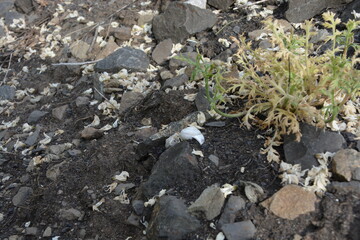 Fototapeta premium A small, light green plant grows from rocky ground with scattered white debris and a snail shell in the center.