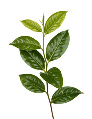 Fototapeta premium Fresh Green Tea Leaf Stem on White Background