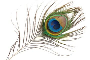 Obraz premium Vibrant Peacock Feather on White Background Display