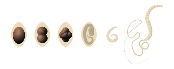Whipworm Trichuris trichiura life cycle, from egg to adult worm