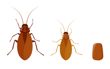Cockroach lifecycle showing growth stages from nymph to adult insect