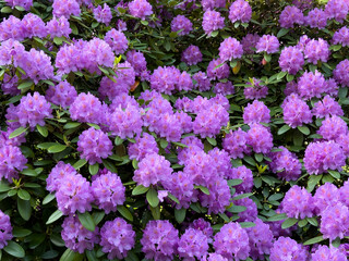 Obraz premium Purple rhododendron flowers in full bloom. Decorative garden shrub with green leaves. Popular plant for parks and home gardens. Latin name: Rhododendron spp. 