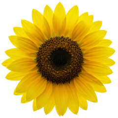 Fototapeta premium Vibrant yellow sunflower isolated on transparent background