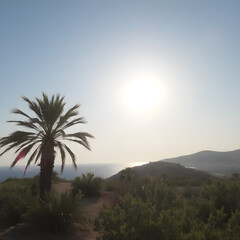 Obraz premium palm trees in the sunset
