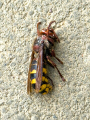 Close-up of a dead European hornet (Vespa crabro) lying on its back on a concrete surface, showing yellow-black stripes and legs curled.