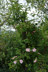 A green bush with small, delicate light pink blossoms and visible tree trunks thrives under a bright sky.