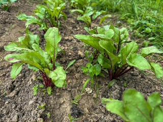 Young beetroot plants growing in garden soil. Fresh green leaves with red stems. Homegrown vegetable used in cooking, salads, and healthy meals.