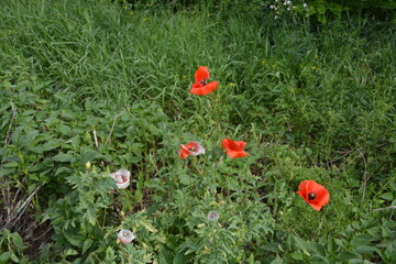 A cluster of vibrant red poppies in various stages of bloom amidst lush green grass and wild plants.