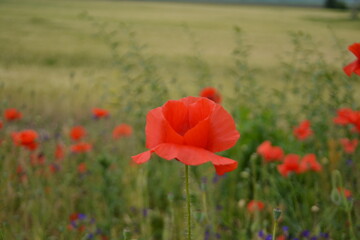Fototapeta premium A vibrant red poppy stands prominently in focus amidst a blurred field of other red poppies and green crops.