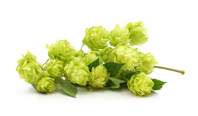 Bunch of yellow hop cones.