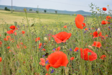 A vibrant field of red poppies and purple wildflowers thrives amidst green crops, with a blurred...