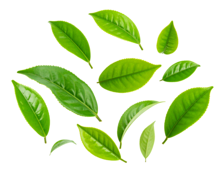 Floating Fresh Green Tea Leaves with Natural Curl, Transparent PNG
