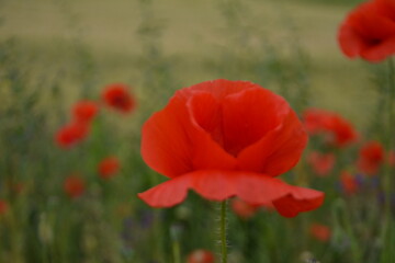 Fototapeta premium A vibrant red poppy in full bloom stands in sharp focus, surrounded by blurred red poppies and green foliage in a field.