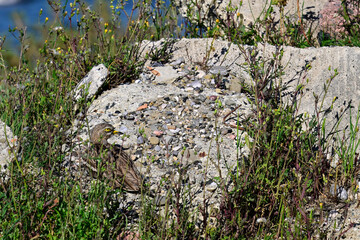 brütender Triel sitzt auf dem Gelege // Eurasian stone-curlew (Burhinus oedicnemus)