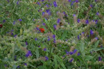 Obraz premium A vibrant, close-up view of a field filled with small purple wildflowers and hints of red poppies amidst green foliage.
