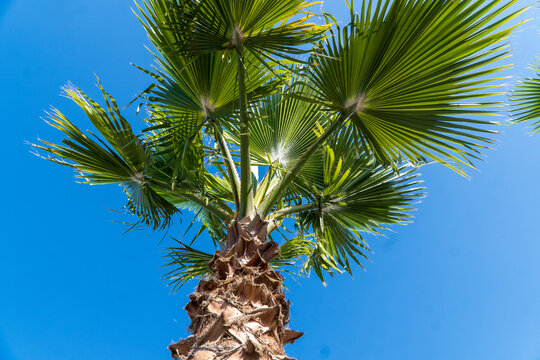 palm tree on blue sky