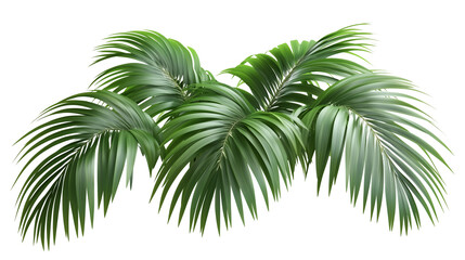 Palm tree, tropical leaves, palm leaves, a green palm tree with long branches, long branches, palm tree covered in leaves, palm tree with green canopy, on a transparent backgrounds