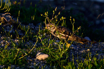 Triel // Eurasian stone-curlew (Burhinus oedicnemus)