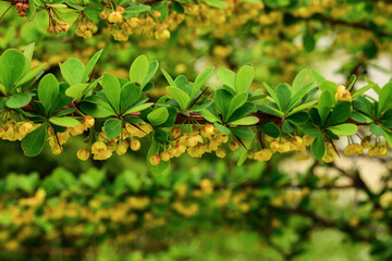 the barberry shrub blooms in the garden
