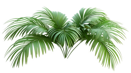 Palm tree, tropical leaves, palm leaves, a green palm tree with long branches, long branches, palm tree covered in leaves, palm tree with green canopy, on a transparent backgrounds