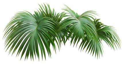 Palm tree, tropical leaves, palm leaves, a green palm tree with long branches, long branches, palm tree covered in leaves, palm tree with green canopy, on a transparent backgrounds