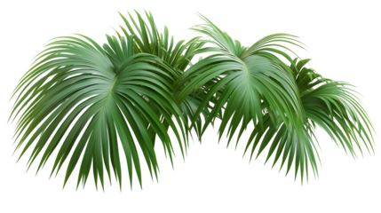 Palm tree, tropical leaves, palm leaves, a green palm tree with long branches, long branches, palm tree covered in leaves, palm tree with green canopy, on a transparent backgrounds