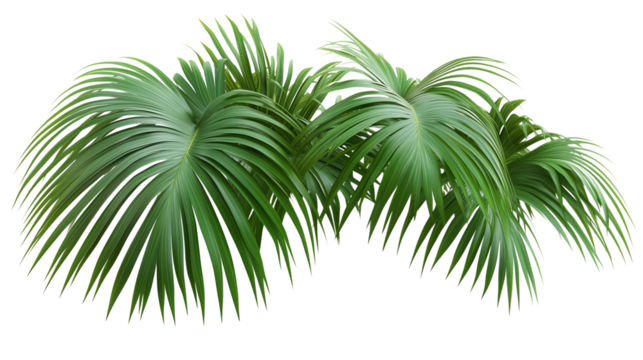 Palm tree, tropical leaves, palm leaves, a green palm tree with long branches, long branches, palm tree covered in leaves, palm tree with green canopy, on a transparent backgrounds