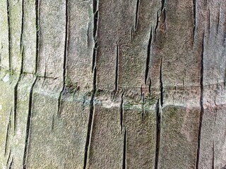 coconut tree bark texture
