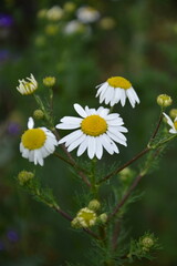 Several white daisies with bright yellow centers stand in focus against a blurred green and purple wildflower background.