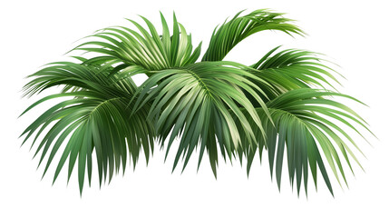 Palm tree, tropical leaves, palm leaves, a green palm tree with long branches, long branches, palm tree covered in leaves, palm tree with green canopy, on a transparent backgrounds